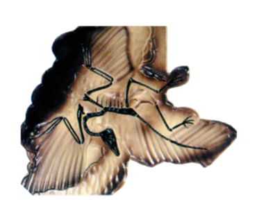 Барельєфна модель. Археоптерикс тип 1