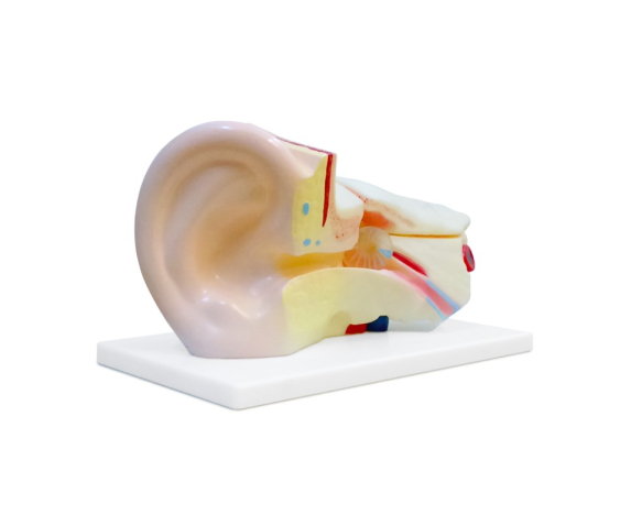 Обʼємна модель. Вухо людини тип 1