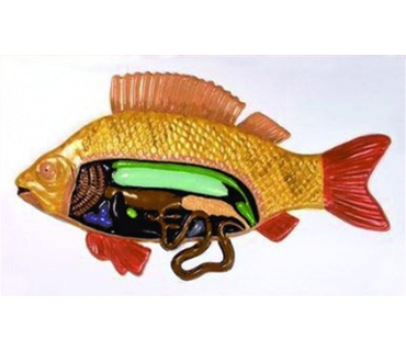 Барельєфна модель. Будова риби тип 1