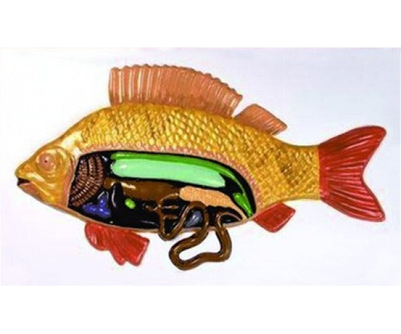 Барельєфна модель. Будова риби тип 1