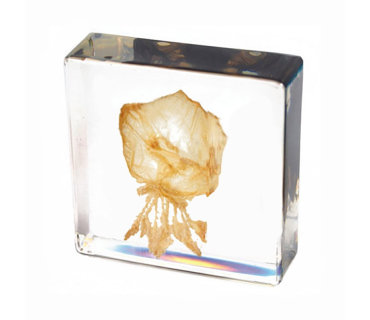 Препарат в прозорій ємкості. Медуза