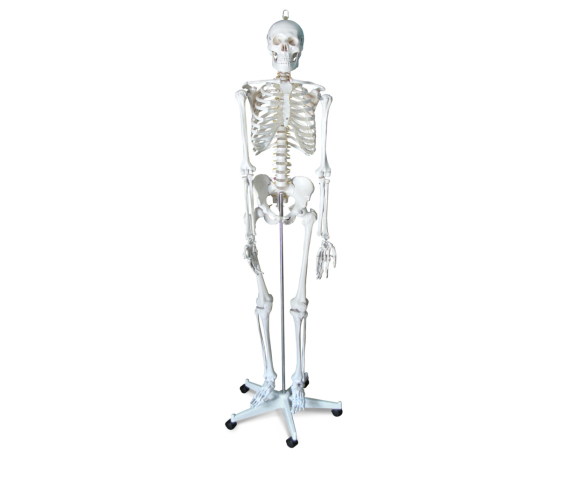 Обʼємна модель. Скелет людини 170 см