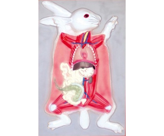 Барельєфна модель. Будова кроля тип 1