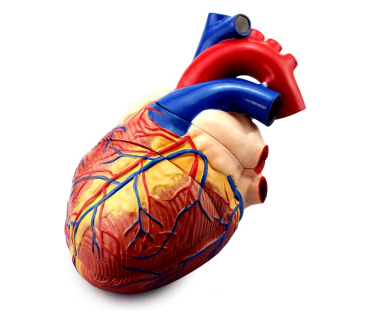 Обʼємна модель. Серце людини з анатомічними д...