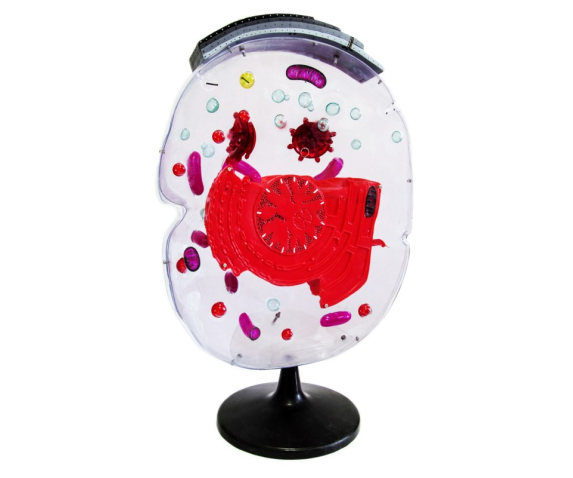 Обʼємна модель. Клітина