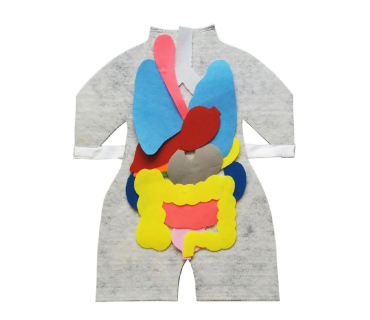 Модель-фартух, що відображає внутрішню будову...