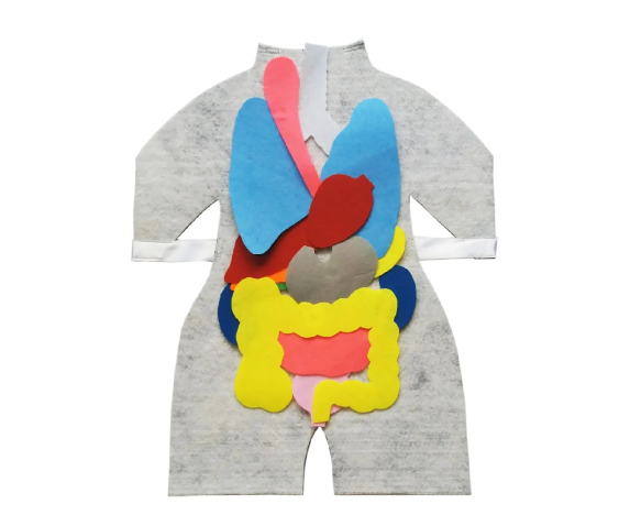 Модель-фартух, що відображає внутрішню будову тіла людини