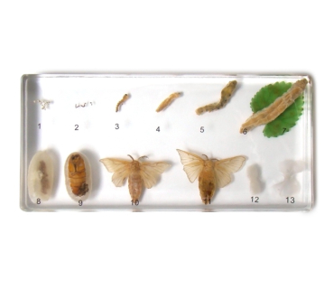 Препарат в прозорій ємкості. Розвиток шовкопр...