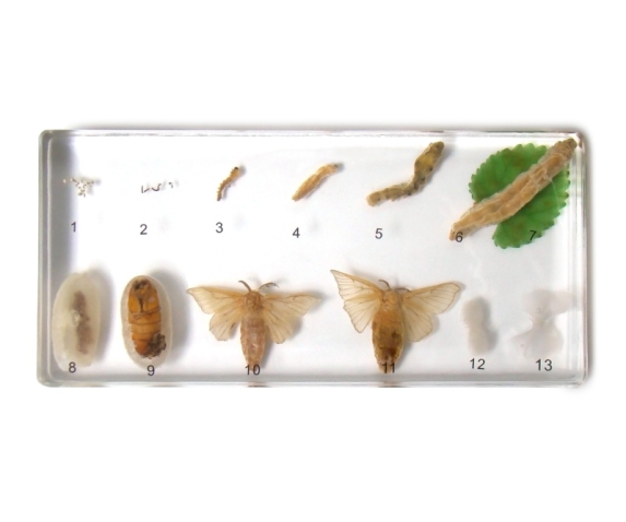 Препарат в прозорій ємкості. Розвиток шовкопряда