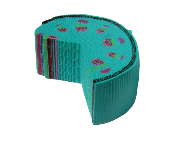 Обʼємна модель. Будова стебла тип 2