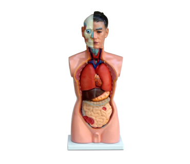 Модель людини з внутрішніми органами, тип 2