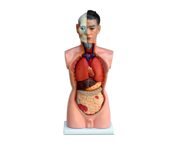 Модель людини з внутрішніми органами, тип 2