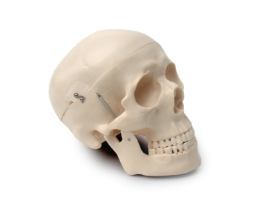 Обʼємна модель. Череп людини тип 1