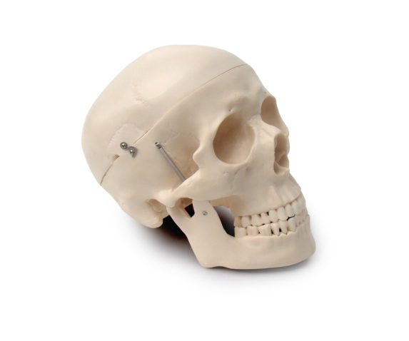 Обʼємна модель. Череп людини тип 1