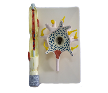 Обʼємна модель. Будова нейрона тип 1