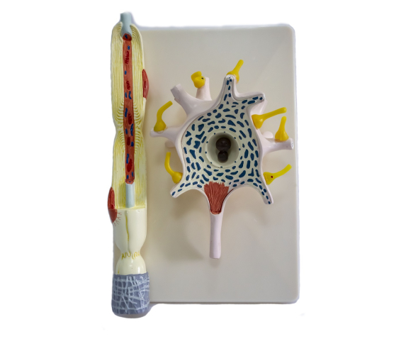 Обʼємна модель. Будова нейрона тип 1