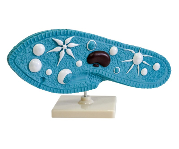 Обʼємна модель. Інфузорія Туфелька тип 1