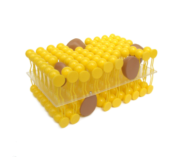 Обʼємна модель. Будова мемрани клітини тип 1