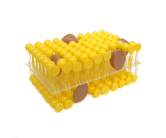 Обʼємна модель. Будова мемрани клітини тип 1