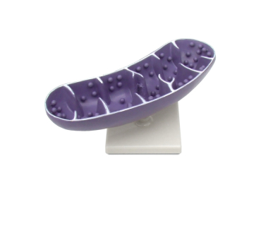 Обʼємна модель. Мітохондрія тип 1