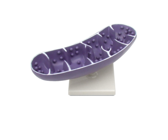 Обʼємна модель. Мітохондрія тип 1