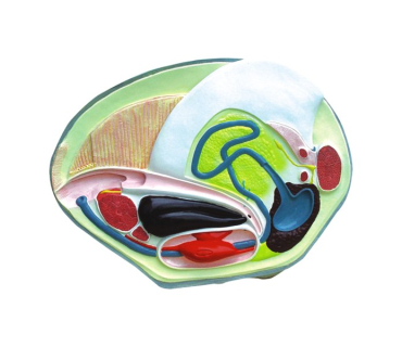 Обʼємна модель. Беззубка тип 1