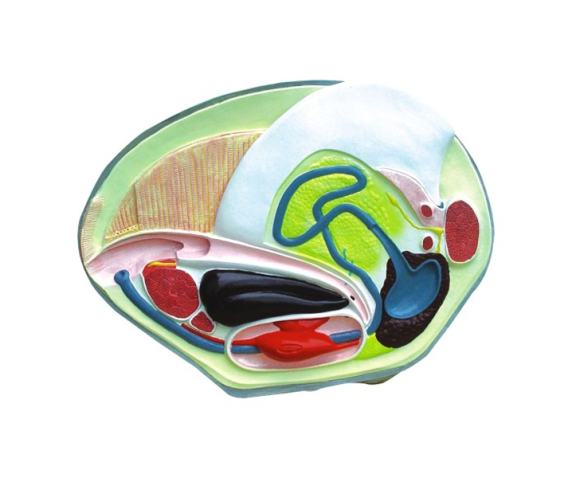 Обʼємна модель. Беззубка тип 1