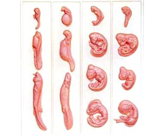 Барельєфна модель. Ембріональний розвиток тварини тип 1