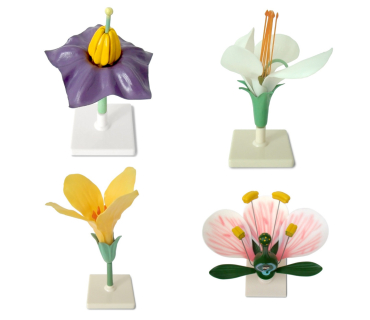 Обʼємна модель. Квітки представників різних р...