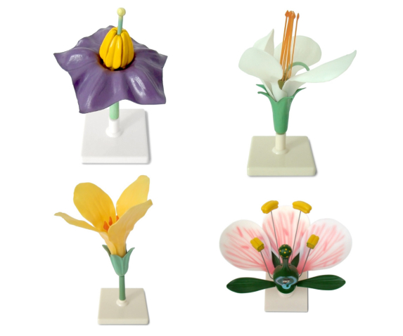 Обʼємна модель. Квітки представників різних родин тип 1