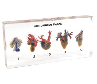 Препарат в прозорій ємкості. Серце 5-ти типів...