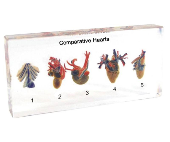 Препарат в прозорій ємкості. Серце 5-ти типів