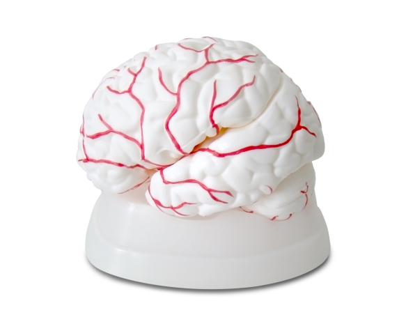 Обʼємна модель. Головний мозок з відділами мозку та черепно-мозковими нервами