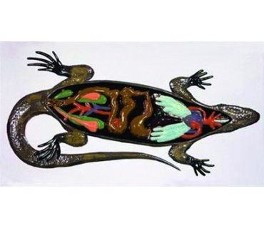 Барельєфна модель. Будова ящірки тип 1