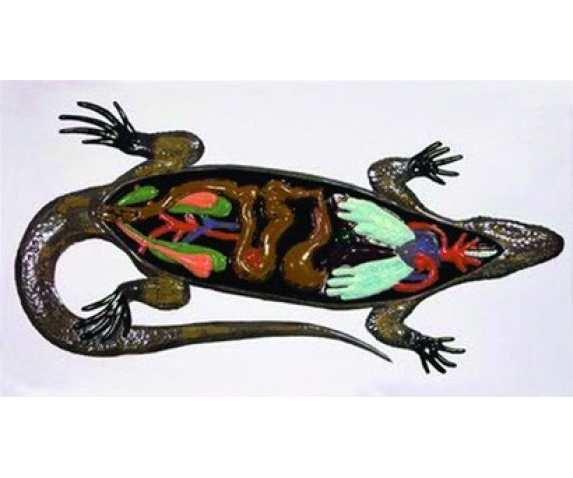 Барельєфна модель. Будова ящірки тип 1