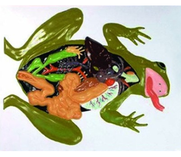 Барельєфна модель. Будова жаби тип 1