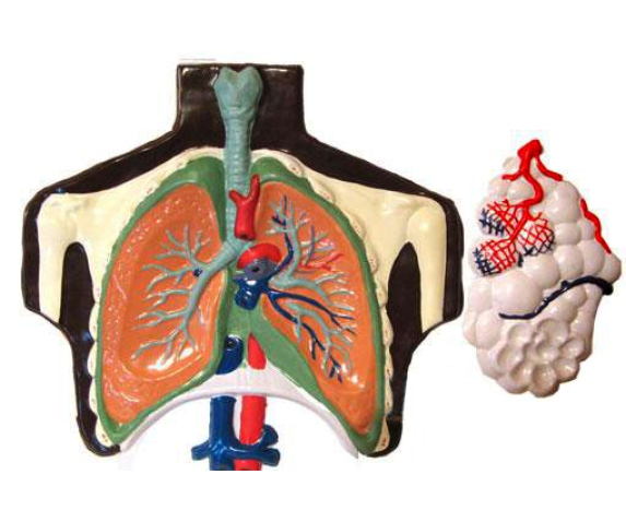 Барельєфна модель. Будова легенів людини тип 1