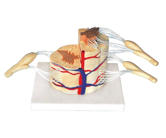 Обʼємна модель. Спинний мозок людини з нервами