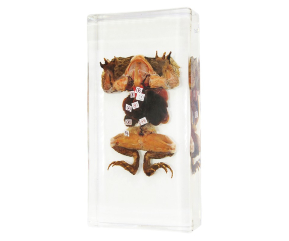 Препарат в прозорій ємкості. Внутрішня будова жаби