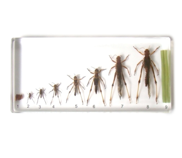 Препарат в прозорій ємкості. Розвиток цвіркун...