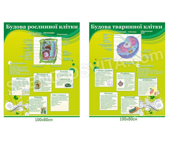 Комплект стендів «Будова рослинної та тваринної клітин»