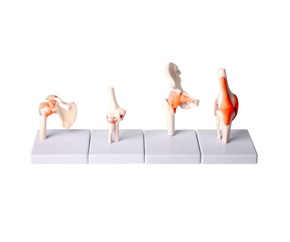 Обʼємна модель. Суглоби людини тип 2