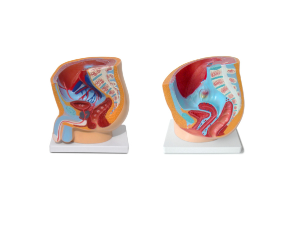 Обʼємна модель. Чоловічі та жіночі статеві органи людини (сагітальний розріз)