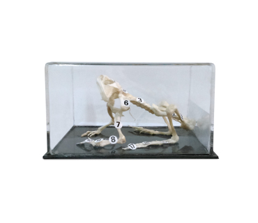 Обʼємна модель. Скелети хордових (скелет жаби...