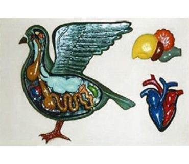 Барельєфна модель. Будова птаха тип 1