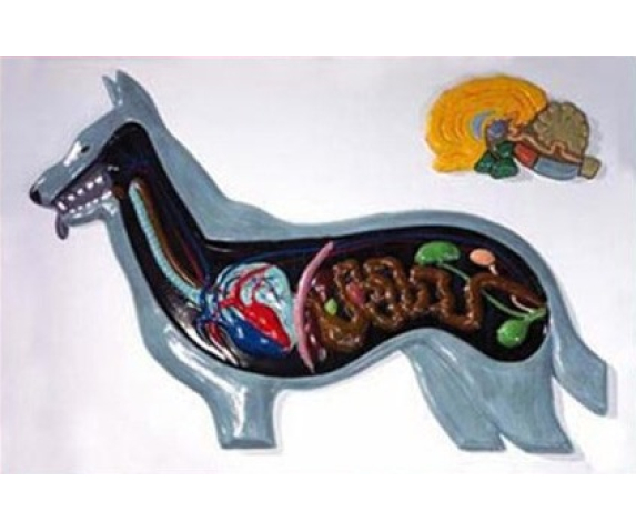 Барельєфна модель. Будова собаки тип 1